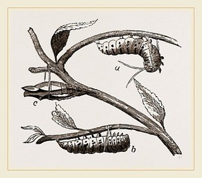 Image 218010766