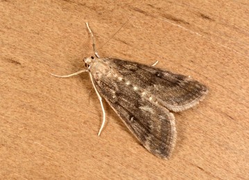 Image 218069764