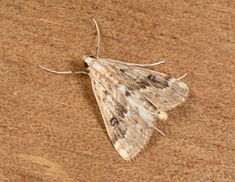Image 218069765