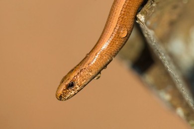 Slowworm (Anguis fragilis) landscape for..........