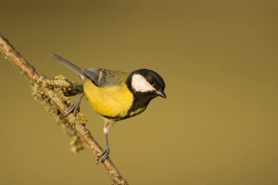 Great Tit (Parus major) Landscape format..........