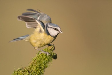 Bluetit (Cyanistes caeruleus),landscape..........