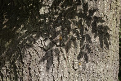 Ash Tree (Fraxinus excelsior).  Trunk of..........