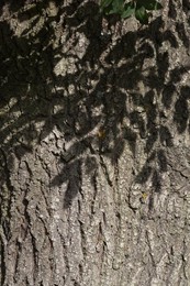 Ash Tree (Fraxinus excelsior).  Trunk of..........