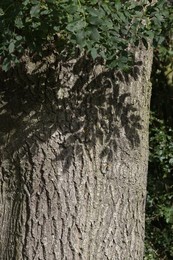 Ash Tree (Fraxinus excelsior).  Trunk of..........