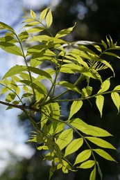 European or Common Ash Tree (Fraxinus ex..........