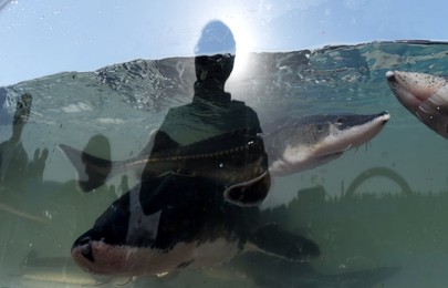 Image 238412926