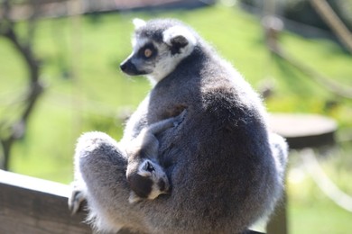 Image 241155592