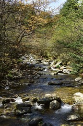 Image 242041403