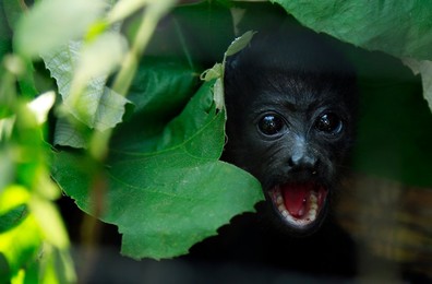 Image 246284499