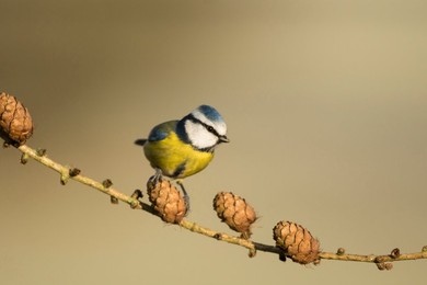 Blue tit (Cyanistes caeruleus) landscape..........