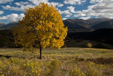 Ash trees in autumn in the eastern Pyren..........