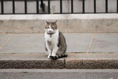 Image 249920956