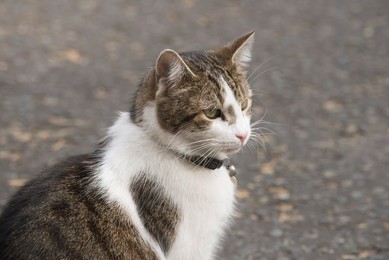 Image 249921004