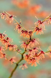 Witch hazel, Hamamelis x intermedia 'magic fire', Red subject.