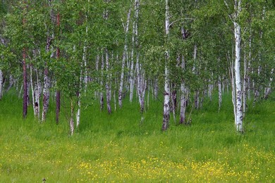 Russian landscape. Siberia, Russian Fede..........