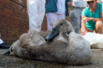 Image 253445358