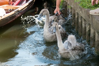 Image 253535299
