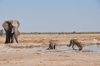 Image 255324849