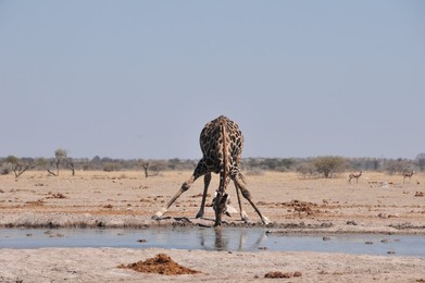 Image 255324850