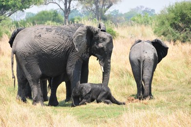 Image 262609644
