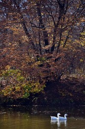 Image 263487586