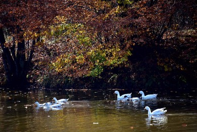 Image 263487591