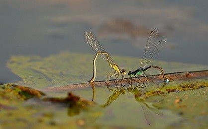 Image 265775994