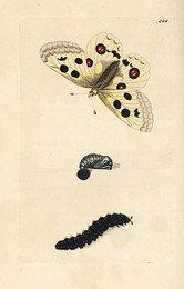 Image 266078824