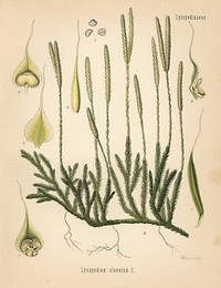 Image 266081096