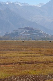 Image 266084646