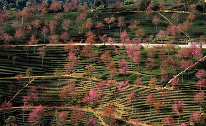 Image 268005099