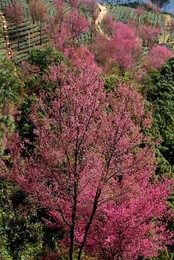 Image 268005105