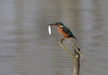 Image 268572954