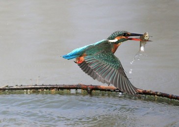 Image 268572955