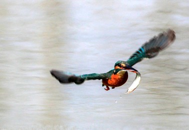 Image 268572957