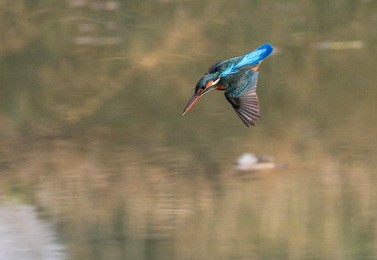 Image 268573127