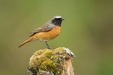 Red Grouse (Lagopus lagopus) ,landscape..........