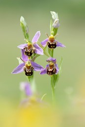 Image 268653784