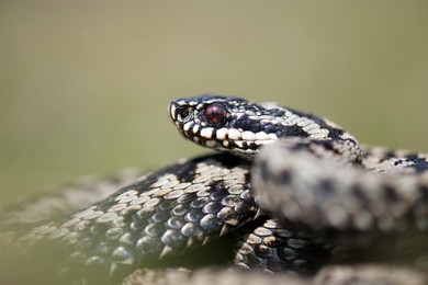 Image 268653868