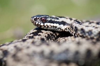 Image 268653886