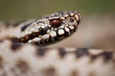 Image 268654127
