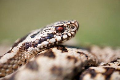 Image 268654129