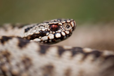 Image 268654140