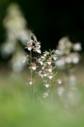 Image 268654193