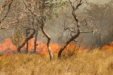 Grassland fire, Piaui, Brazil, South America