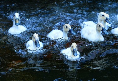 Image 268658193