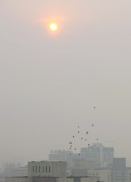 Image 269712442
