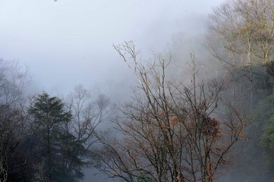 Image 270685708