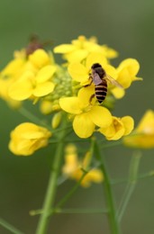 Image 270746830